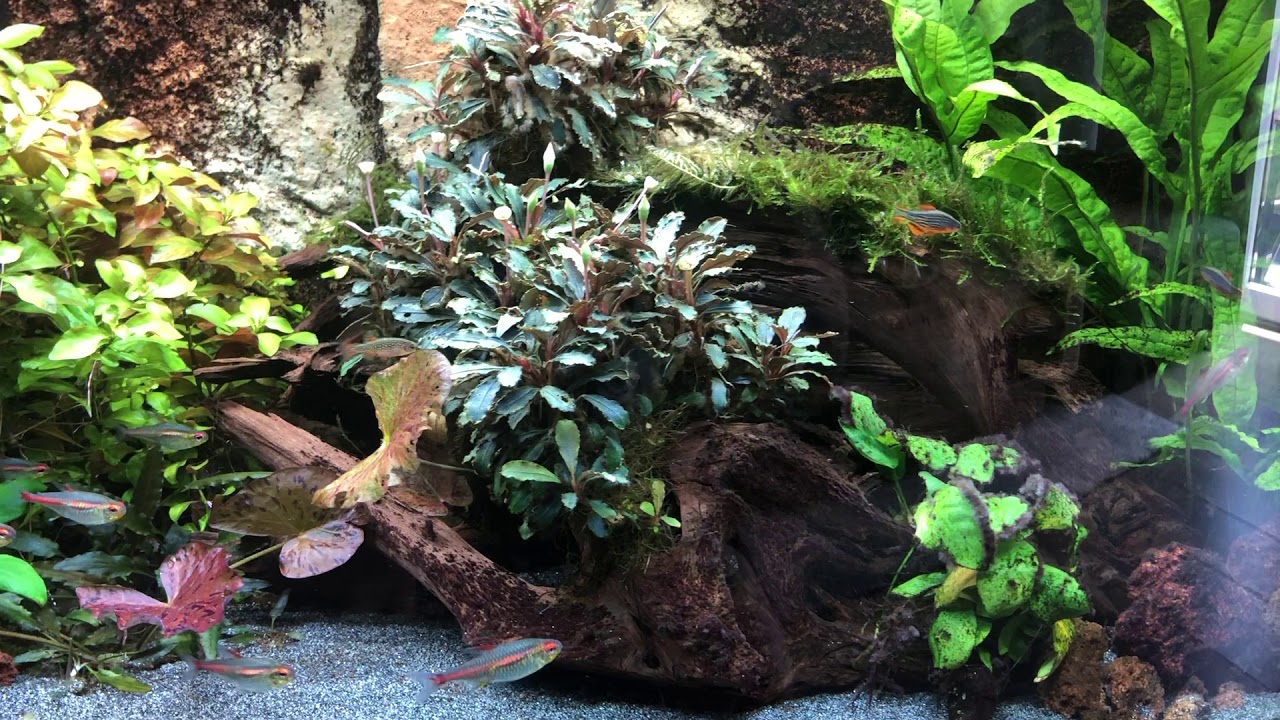 180 Liter Juwel Gesellschaftsaquarium