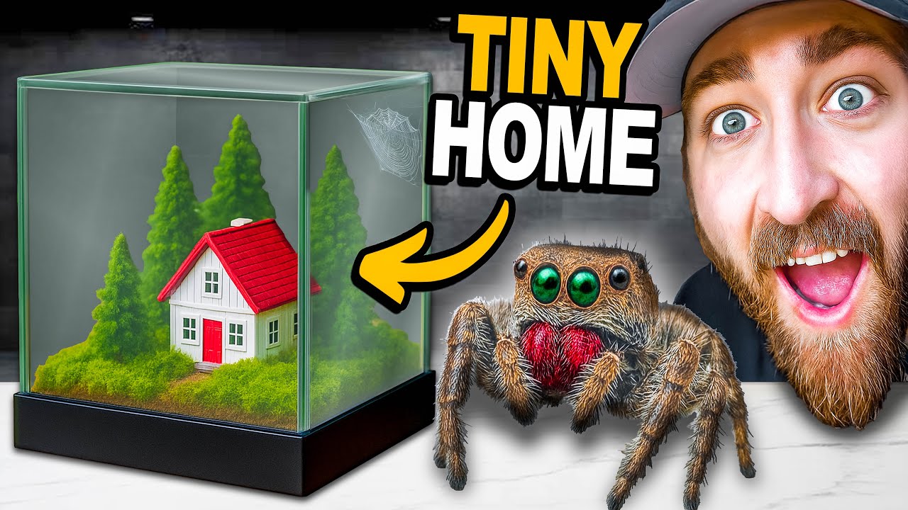 I Built a Tiny Home for My Jumping Spider!