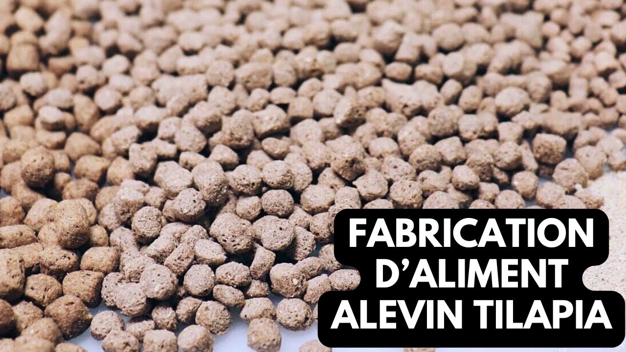 Comment Fabriquer de l'Aliment Hormoné pour Tilapia du Nil : Booster la Croissance
