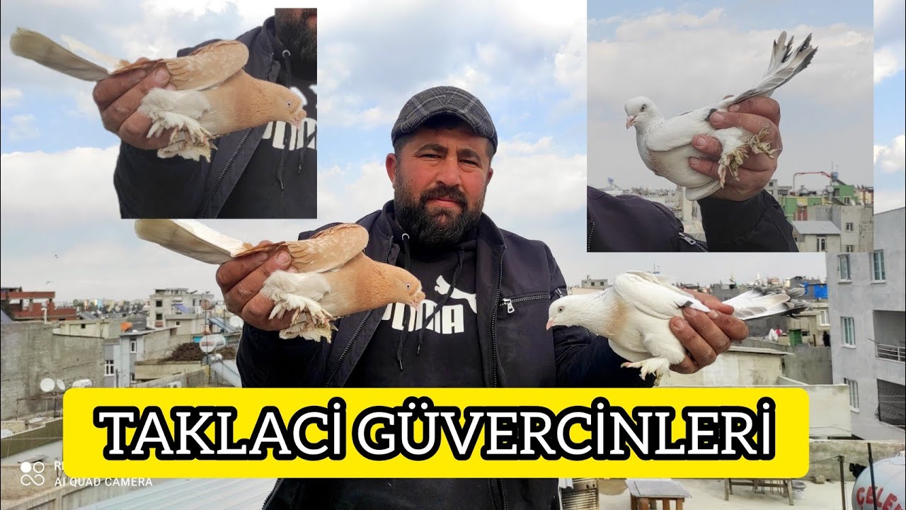 ÇILGIN SALO YENİ GÜVERCİNLER KALİTELİ TAKLACİLAR PART-1