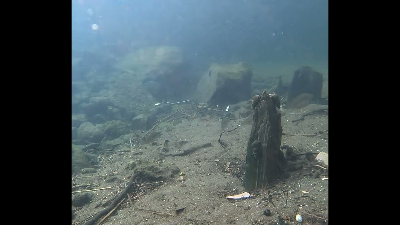 ティラピア！？　熊本県での水中映像
