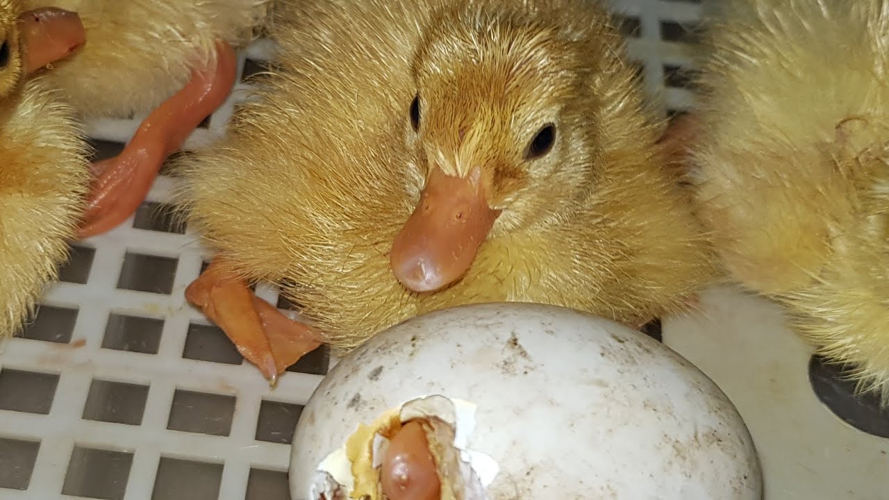 Baby ducks hatched in my incubator || Duck eggs hatched || Ducklings hatched | first Swimming lesson