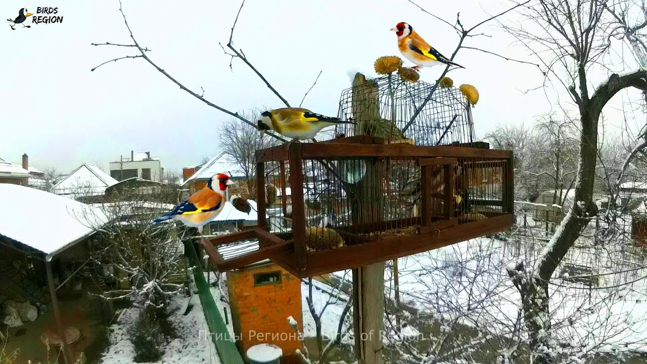 Пролётный щегол, зимний! Хороший щегол