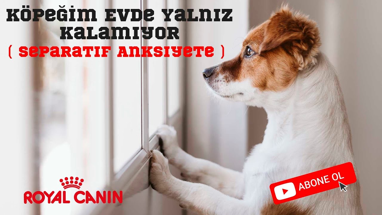 Köpeğim Evde Yalnız Kalamıyor ( Separatif Anksiyete)