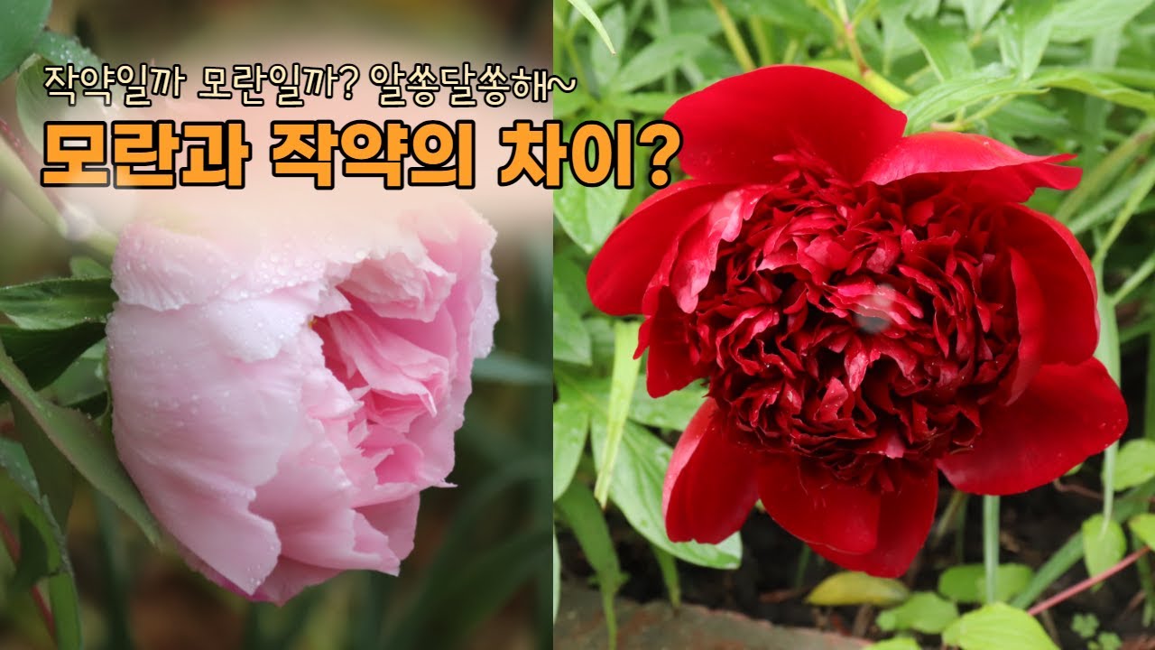 [식사남TV] 모란과 작약의 차이점은 무엇일까? 모란과 작약의 차이에 대해서 알아보아요~