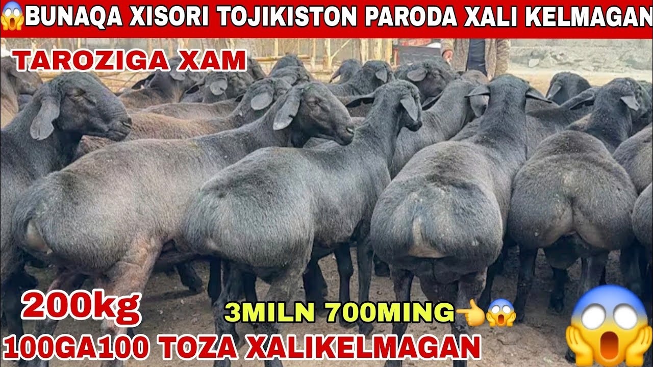 😱4Milndan katta tojik paroda taroziga xam k tarqating munaqasini ko’rmagansiz 