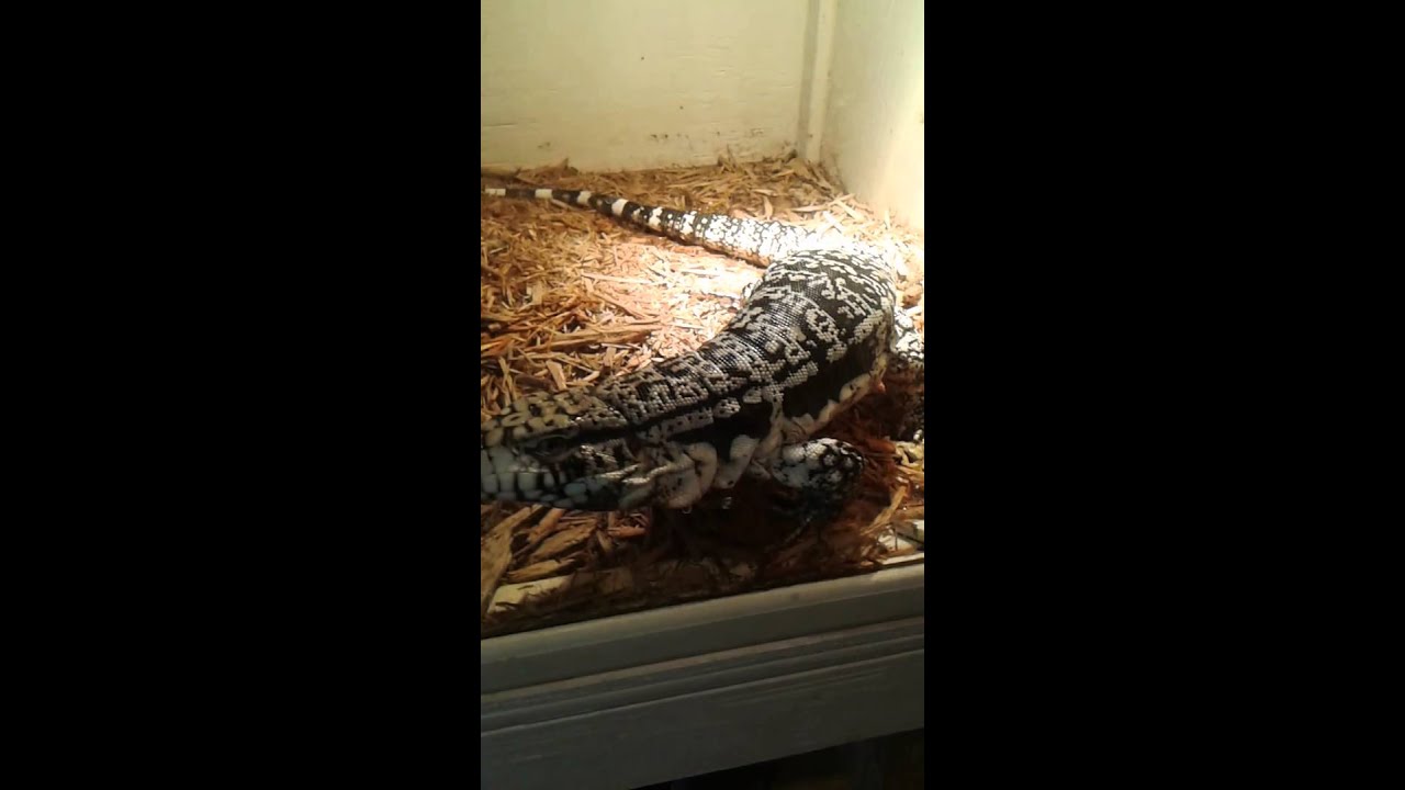 Grumpy Hybrid Tegu