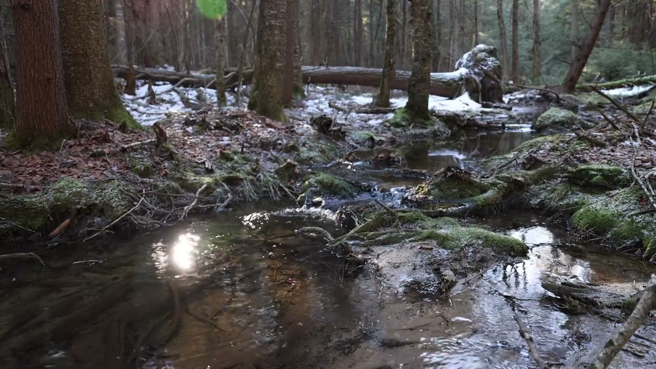 Green Noise - Babbling Brook Natural Water Sounds in the Allegheny National Forest