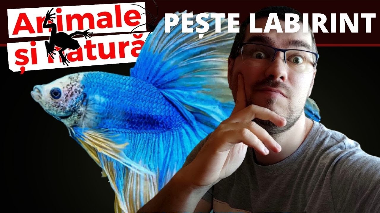 Tot ce trebuie sa stii despre pestele Betta - imagini inedite cu inmultirea la Betta
