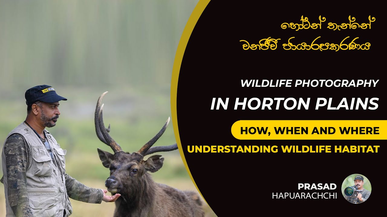 Tips for Wildlife Photography in Horton Plains