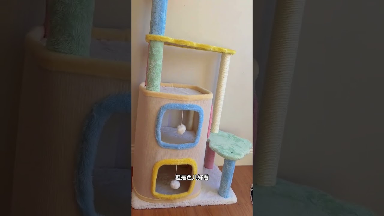 Vlog cat house daily a day for cat breeders