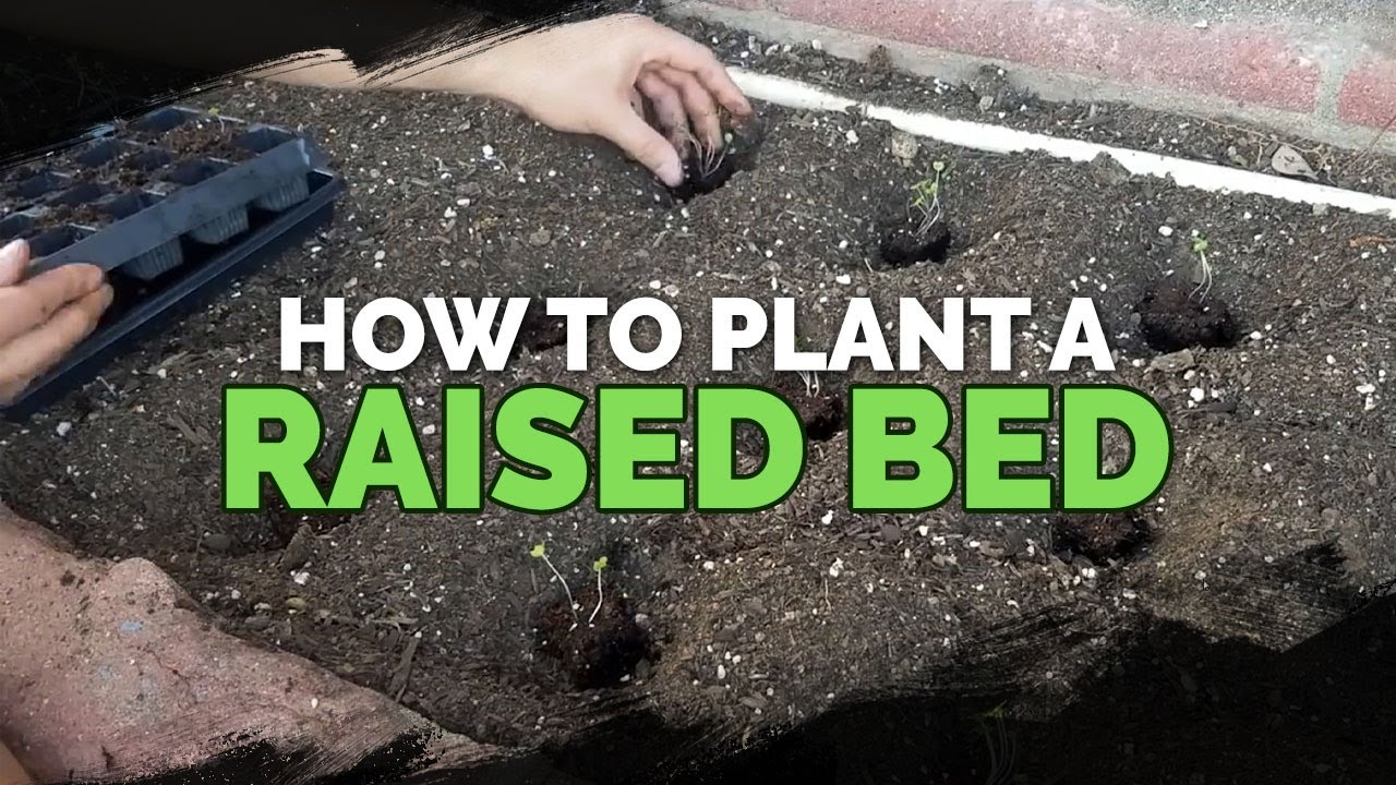 How to Start Seeds, Transplant, and Fertilize a Raised Bed