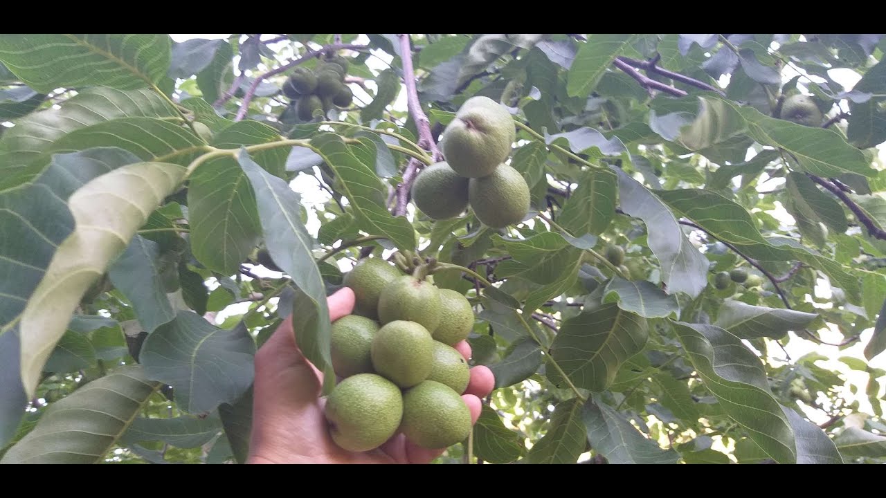 Орех в Ленинградской области