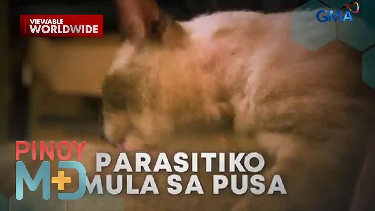 Ano ang Toxoplasmosis at paano ito maiiwasan lalo na sa mga buntis? | Pinoy MD