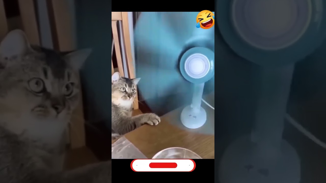 🥒 Pickle Time with Pets! Reactions You HAVE to See! 🐶🐱😂