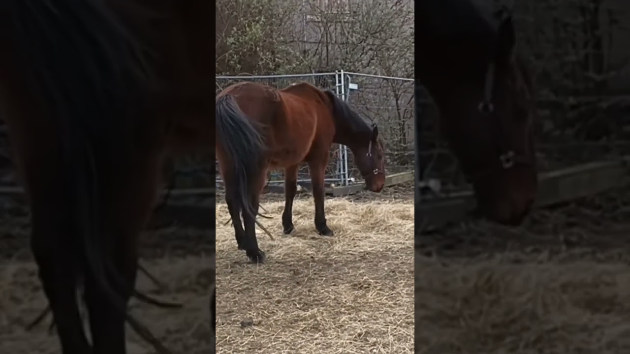 #lovely horse#viralvideo #ytshort #shorts #Uk#leeds#spring close #sweetbong#petlover