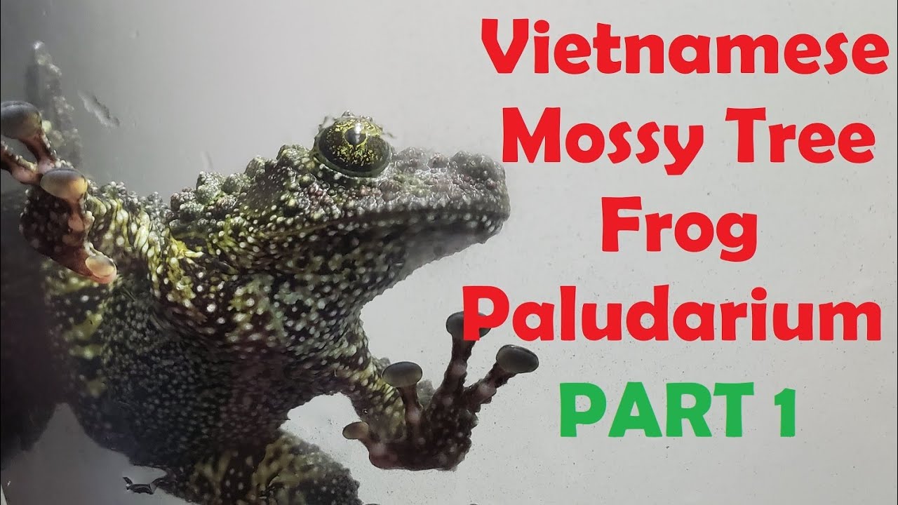 VIETNAMESE MOSSY TREE FROG PALUDARIUM | Part One of Two - The Build