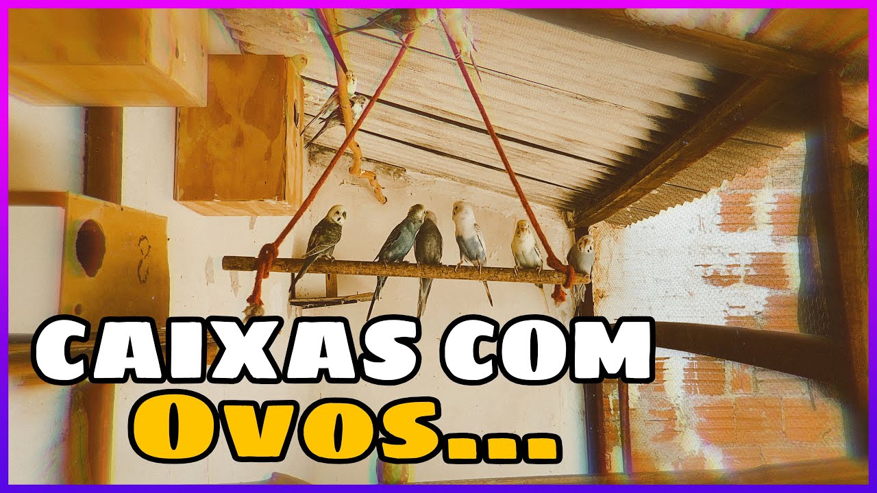 NINHOS DE PERIQUITO AUSTRALIANO COM BASTANTE OVOS. 