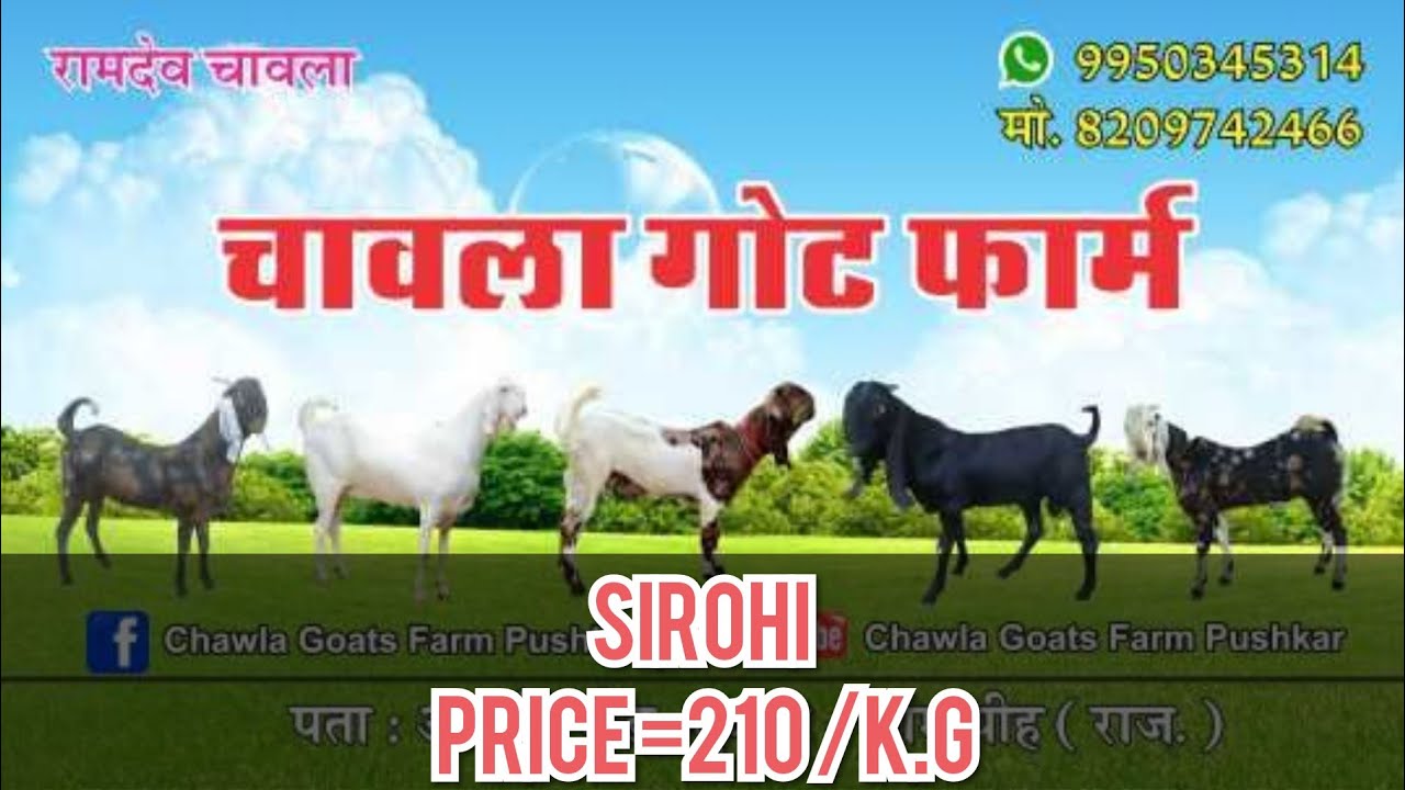 Chawla goat farm  Pushkar, Rajasthan