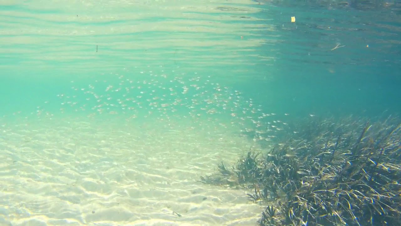 The Basin Snorkel Compilation
