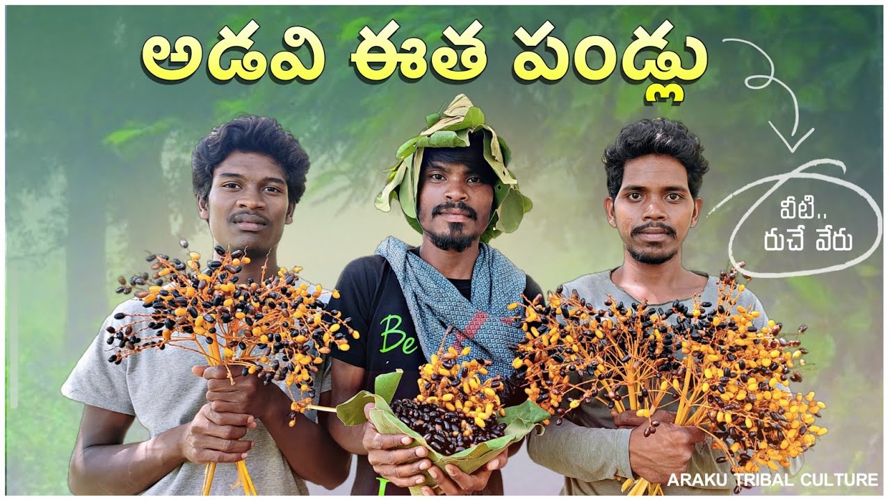 Wild dates - Best nutrition diet | Araku tribal people | Alluri District