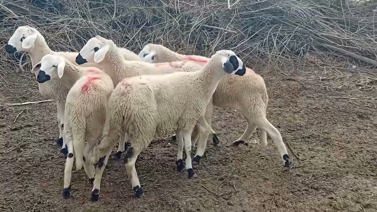 8لحوليات ملحات للبيع +5لحوليات  بتاريخ  27|02|2026||الهاتف 0658373050