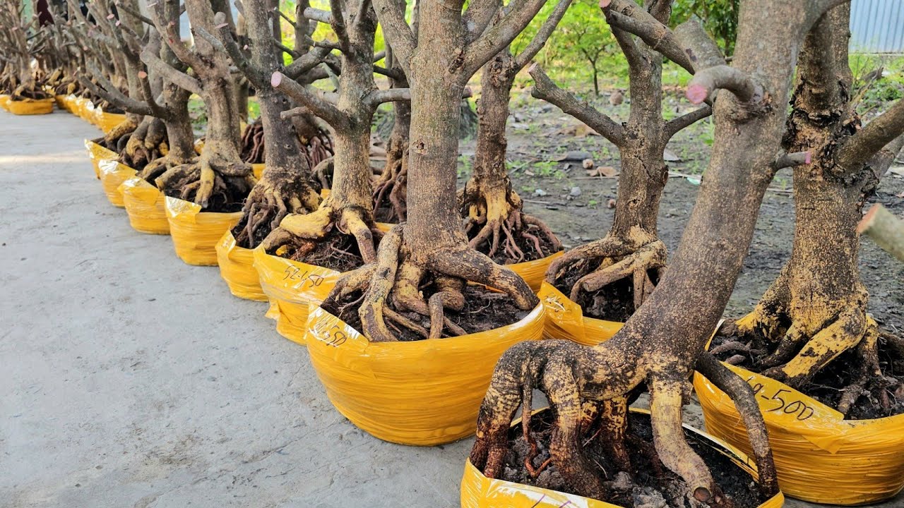 Trang 0355937917 mai giảo Thủ Đức giá rẻ 30/1 Chợ Gạo miền tây tôi yêu (#Maivàng Quêdừa)