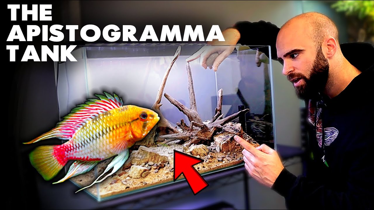 Building an Apistogramma Aquarium / Aquascape (Fossilized Wood Hardscape) | MD Fish Tanks