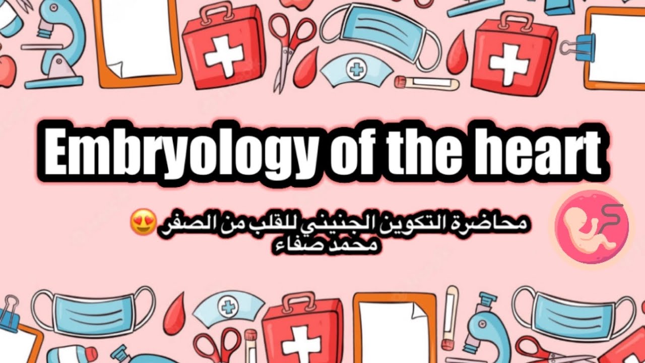 Embryology of the heart / part 1