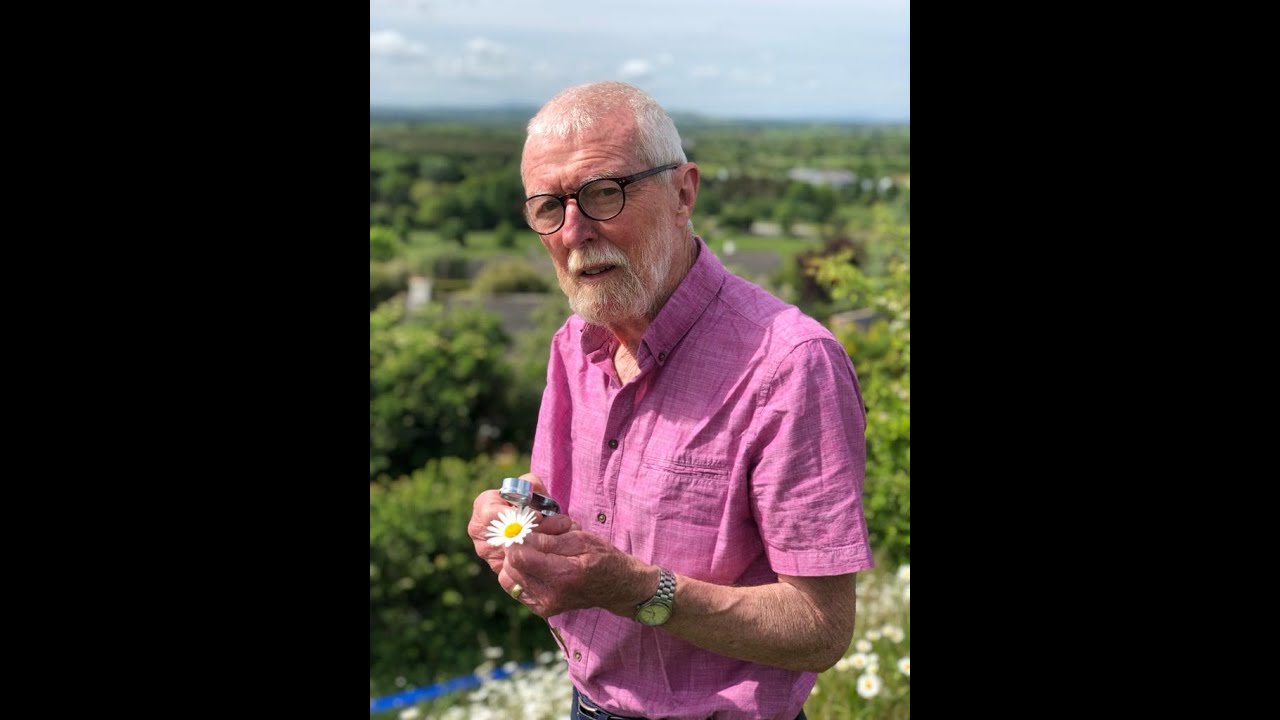 Ox-eye or Dog Daisy with John Feehan in May, Wildflower of Offaly series