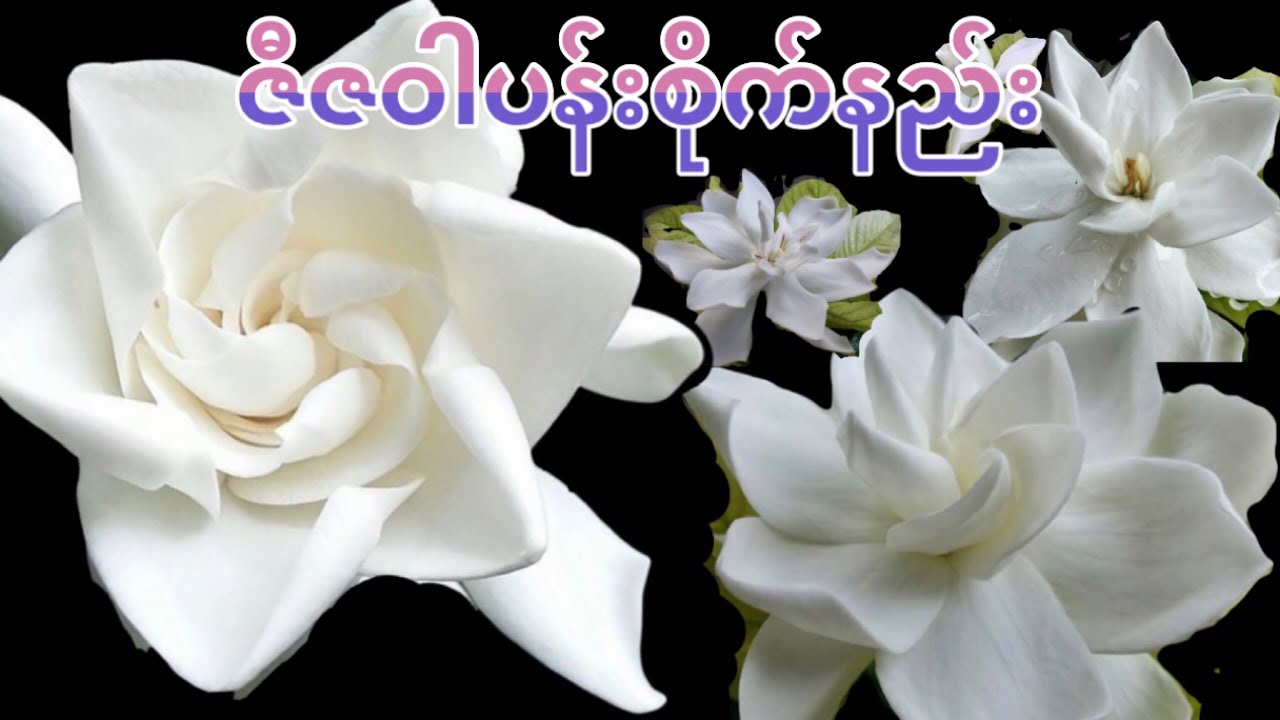 ဇီဇဝါပန်းပင်ကိုင်းဖြတ်စိုက်နည်း