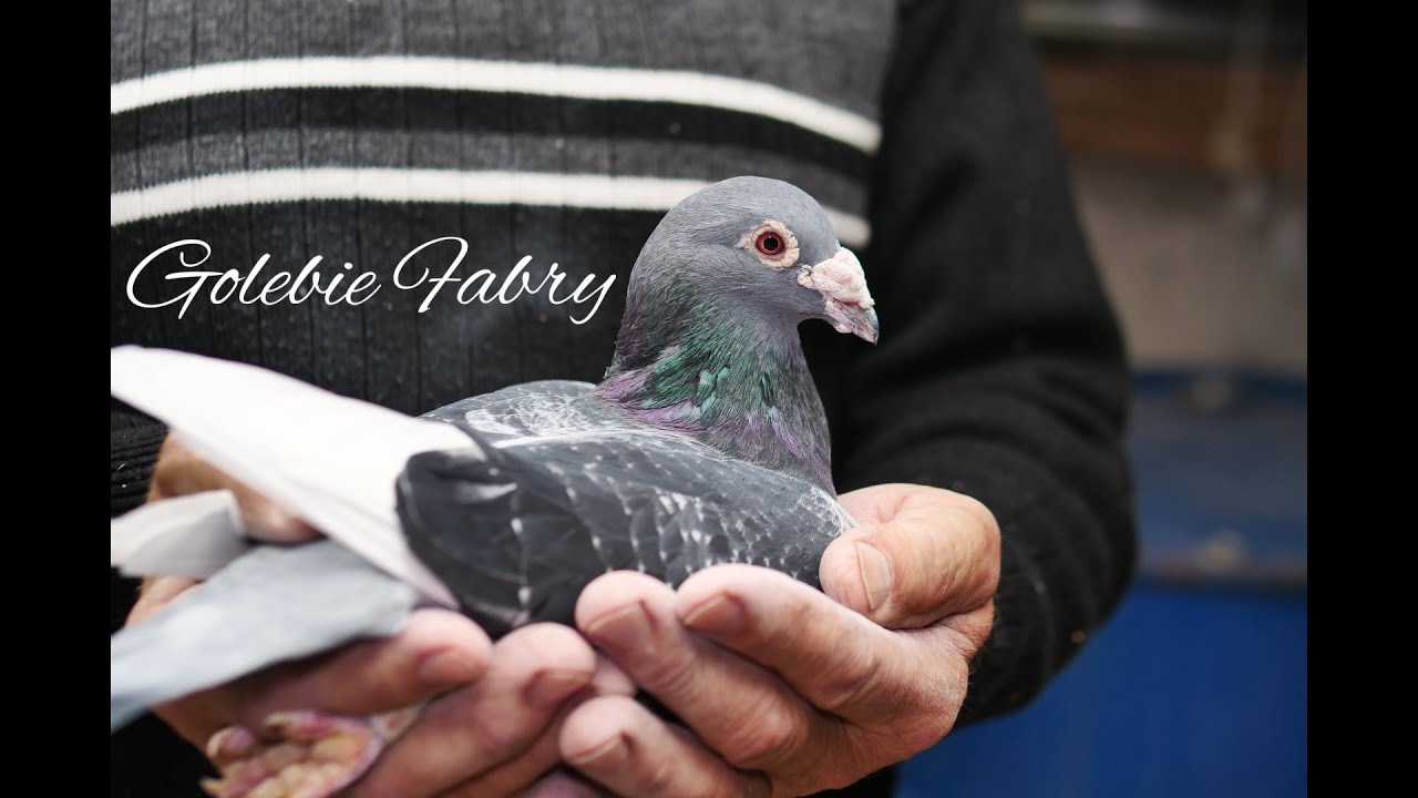 Gołebie Fabry 26 Pazdziernik  2023 dla zainteresowanych
