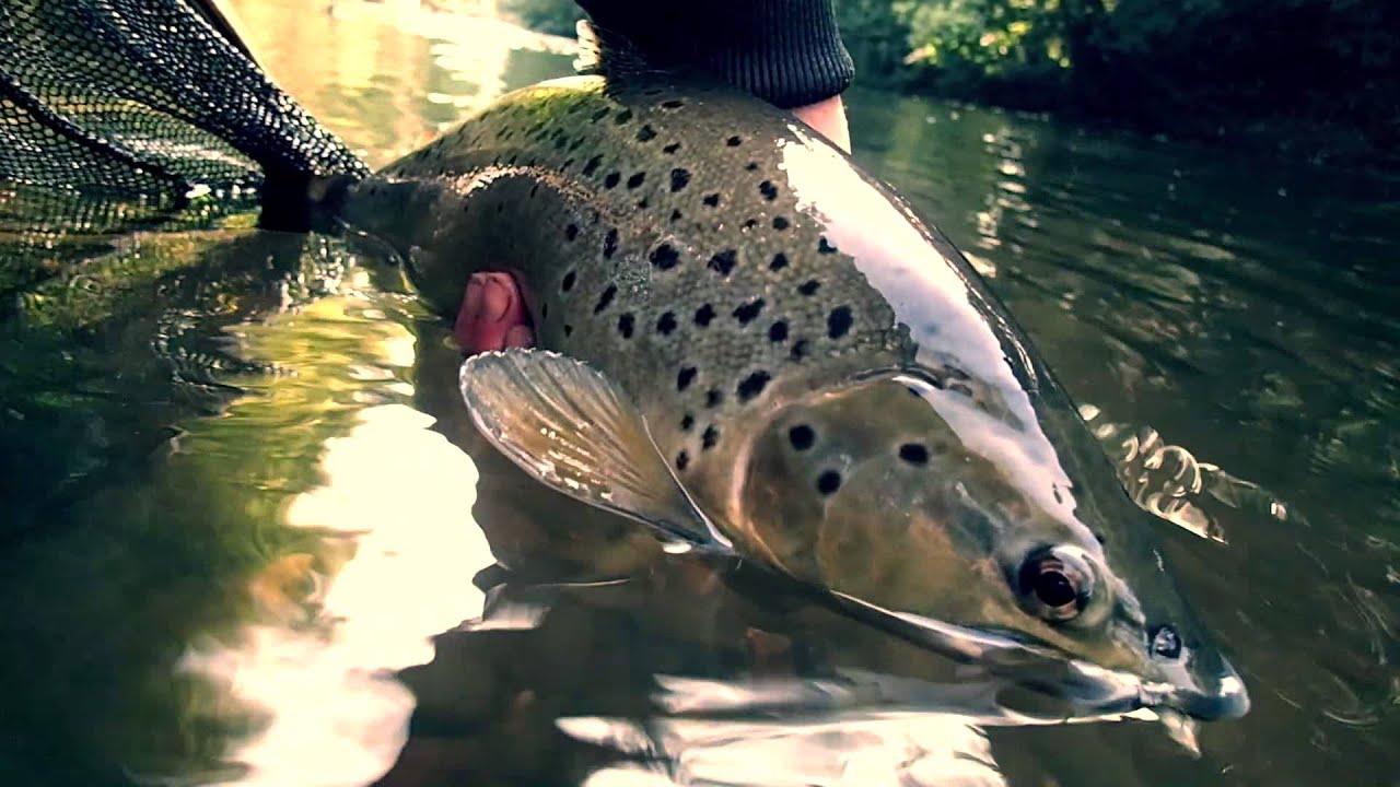 Fly Fishing  Early Autumn Czech Nymphing