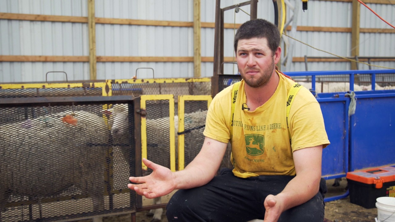 Sheep shearing 101