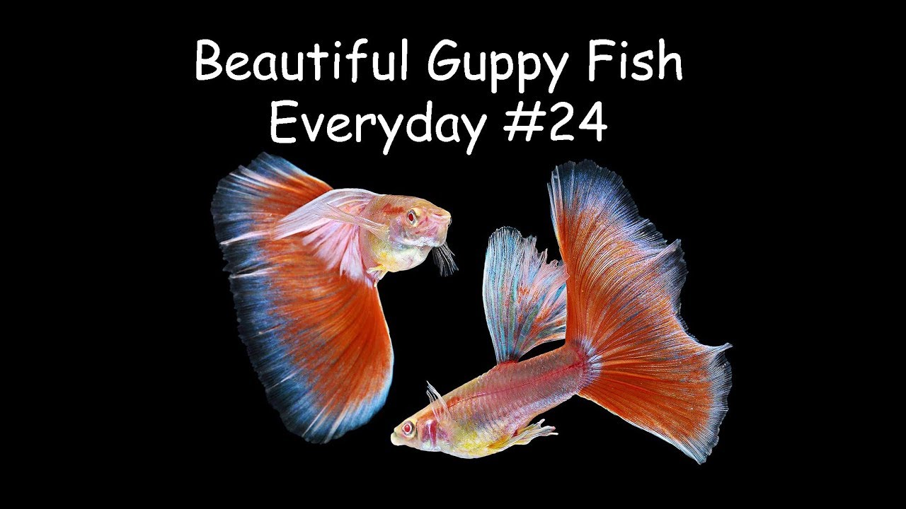 Guppy Channel - Beautiful Guppy Fish Everyday #24
