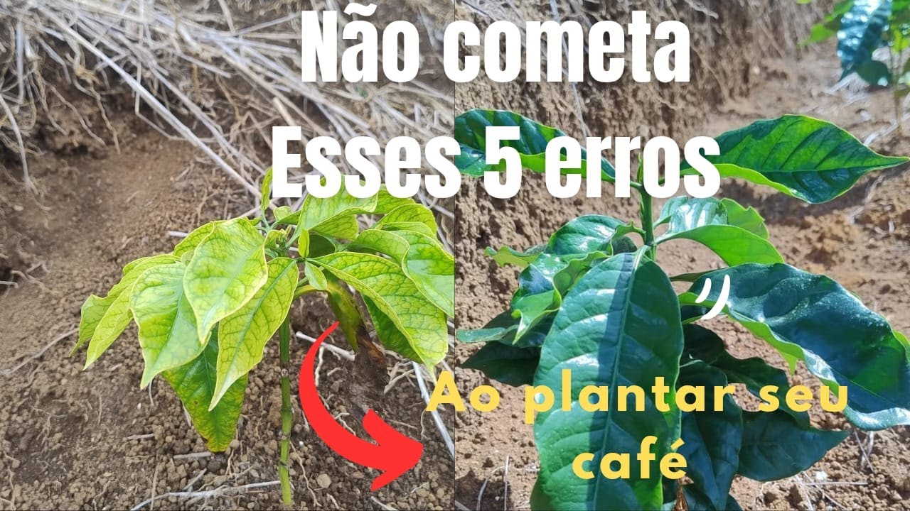 Não Cometa esses 5 ERROS, no Plantio de 🌱 CAFÉ 🌱