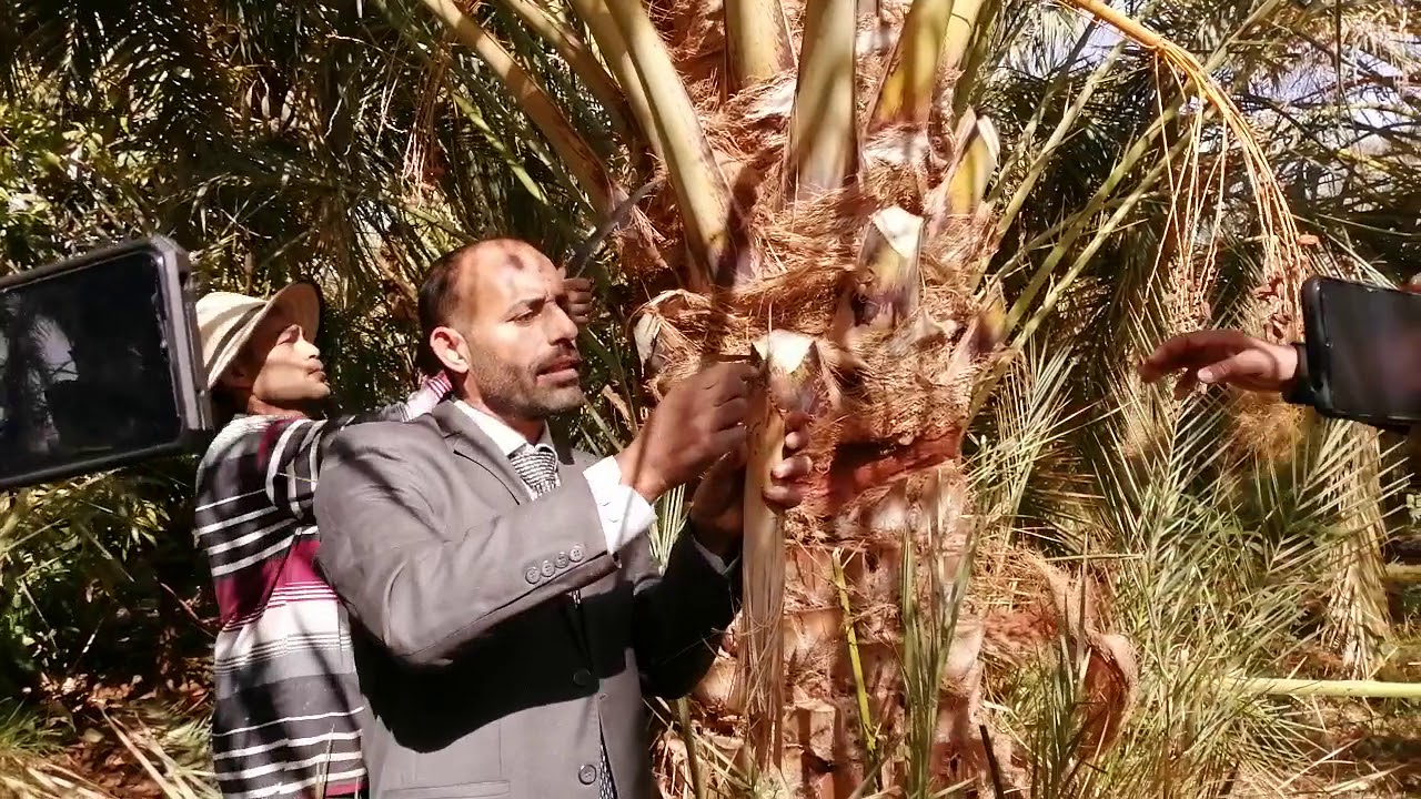 جمال الامير وطريقة فحص النخيل