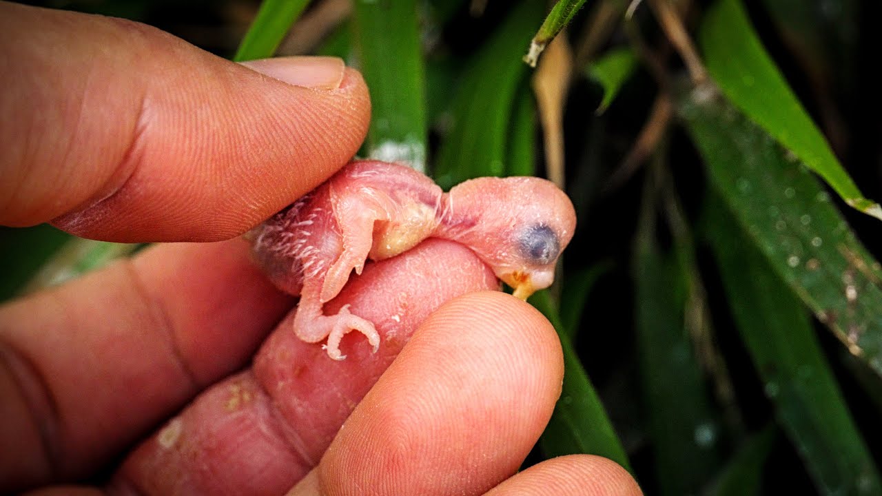 Found a Baby in the Garden