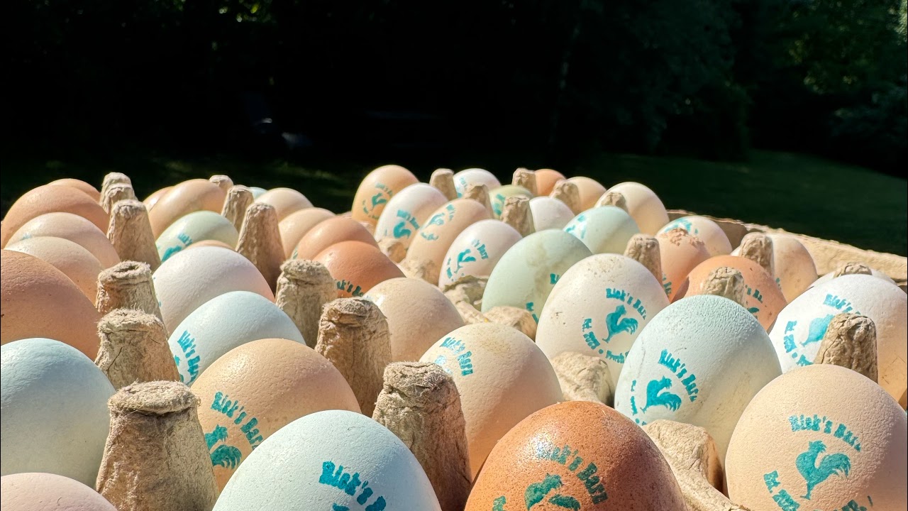 LIVE CHICKEN FEED!