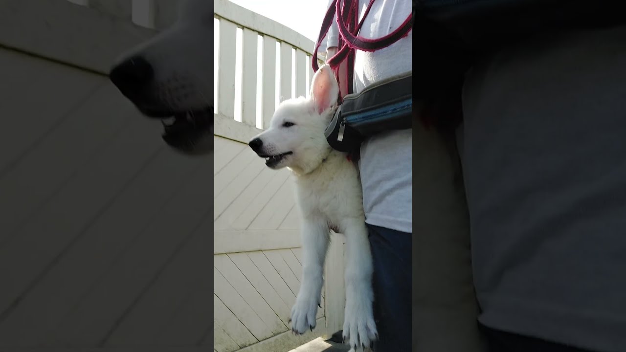 chiot berger blanc suisse sortit de M balto