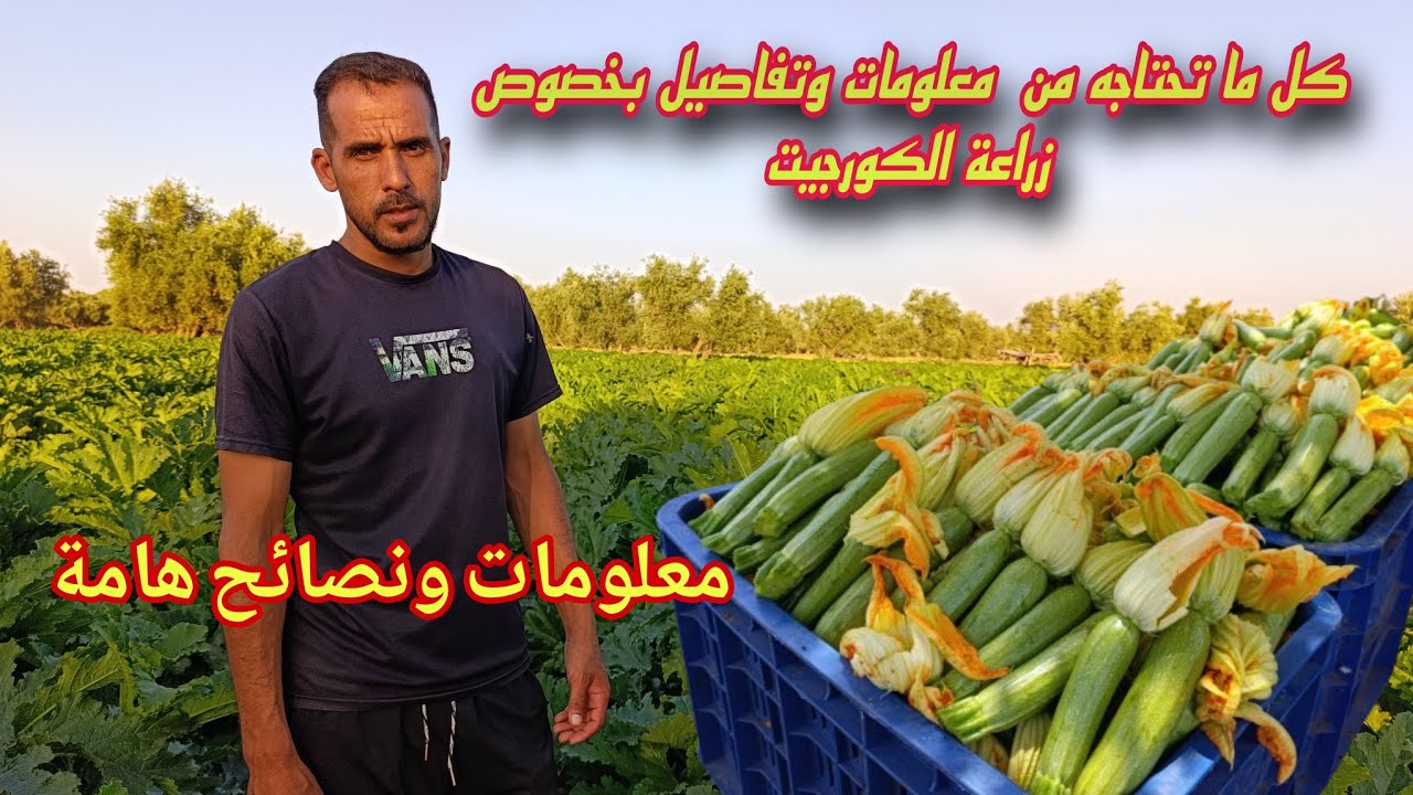 أسرار زراعة الكورجيت وكيفية التعامل معها للحصول على إنتاج وفير بأقل التكاليف