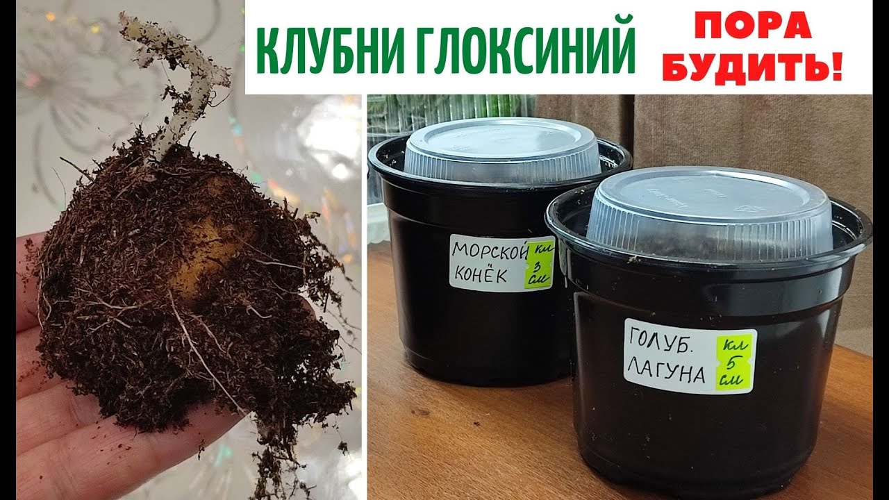 КЛУБНИ 🌹 Глоксиний  ✅ ПОРА БУДИТЬ❗