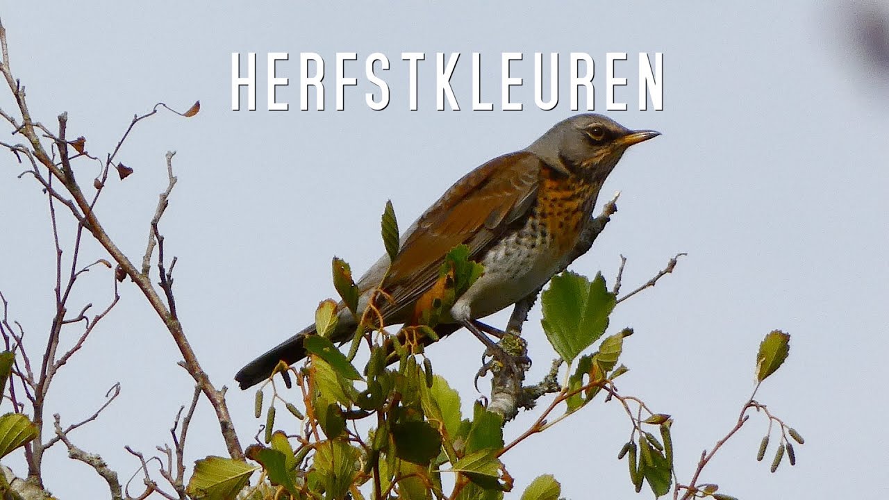 herfstkleuren (autumn colours)