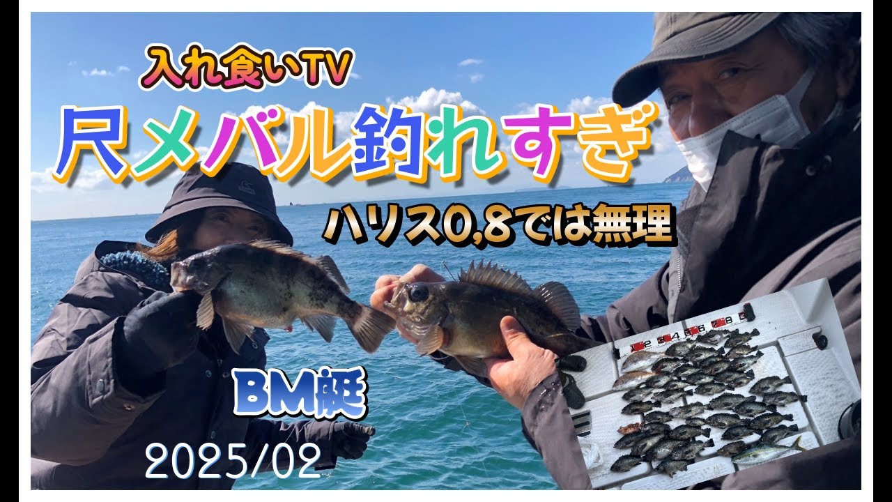 【入れ食いTV】BM艇でたぁ～尺メバル爆釣れです4連もでたよメバル仕掛けに鯛もツバスも&hellip; 