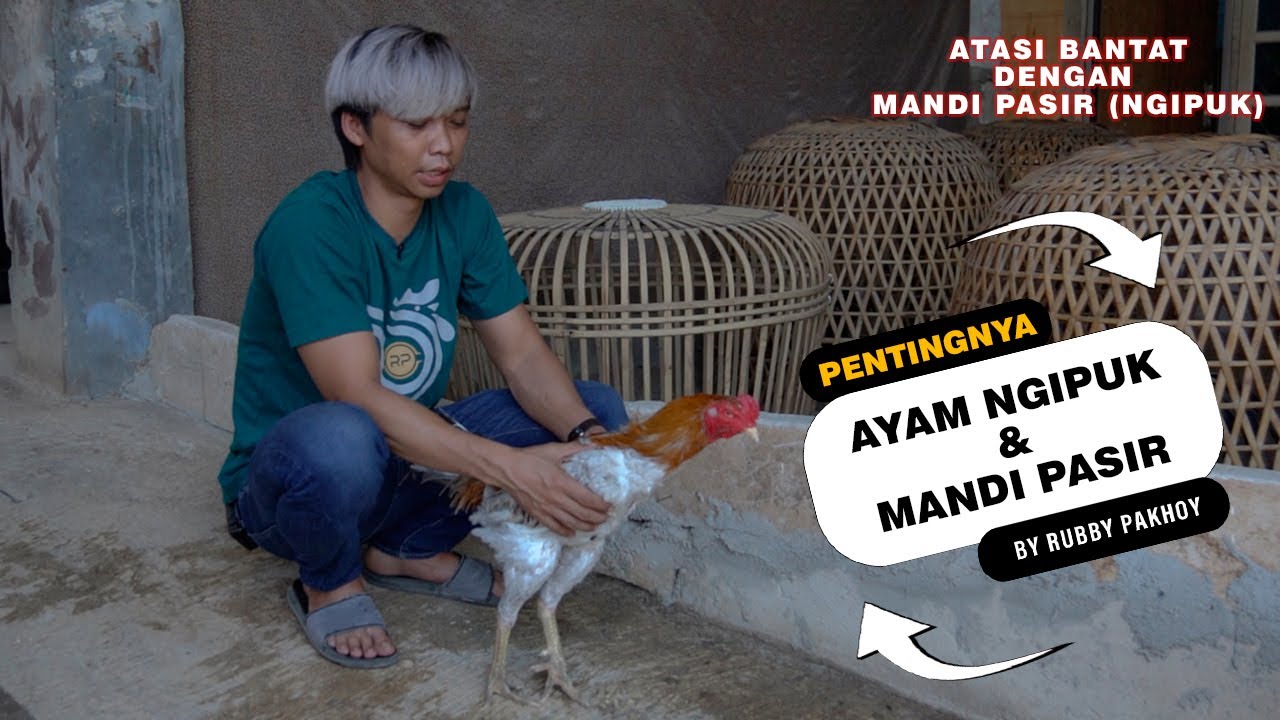 MANFAAT AYAM MANDI PASIR (KESEHATAN AYAM)
