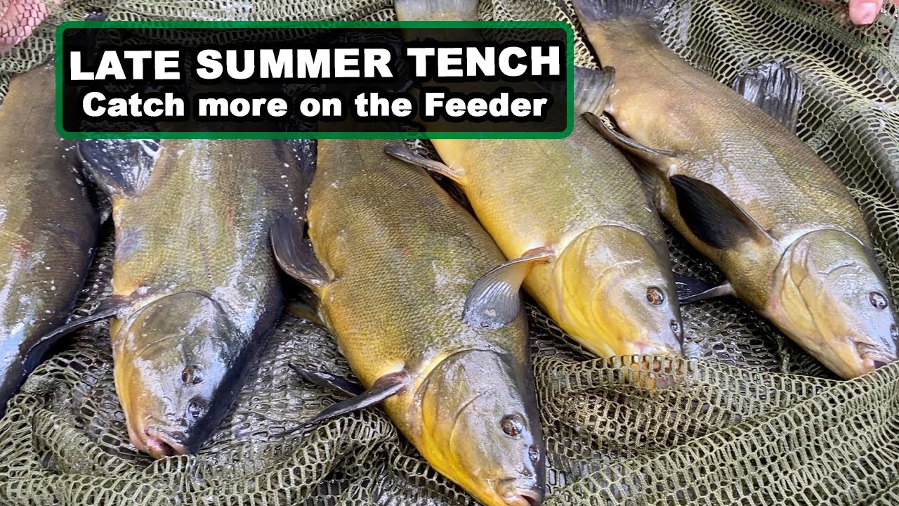 Late Season Tench on the Feeder