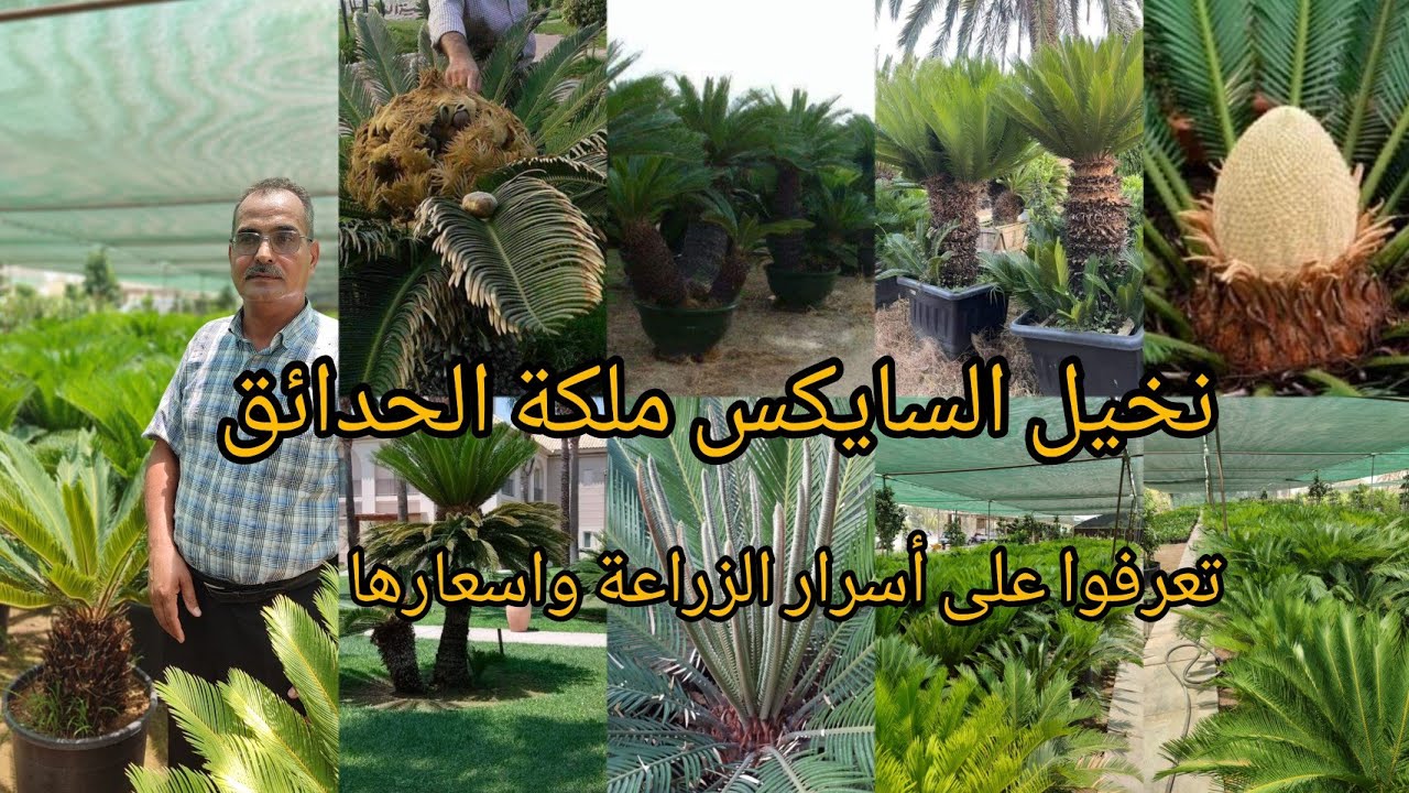  تعرفوا على نخيل السايكس cycas revoluta اسرار الزراعة والاسعار بالعراق 🇮🇶