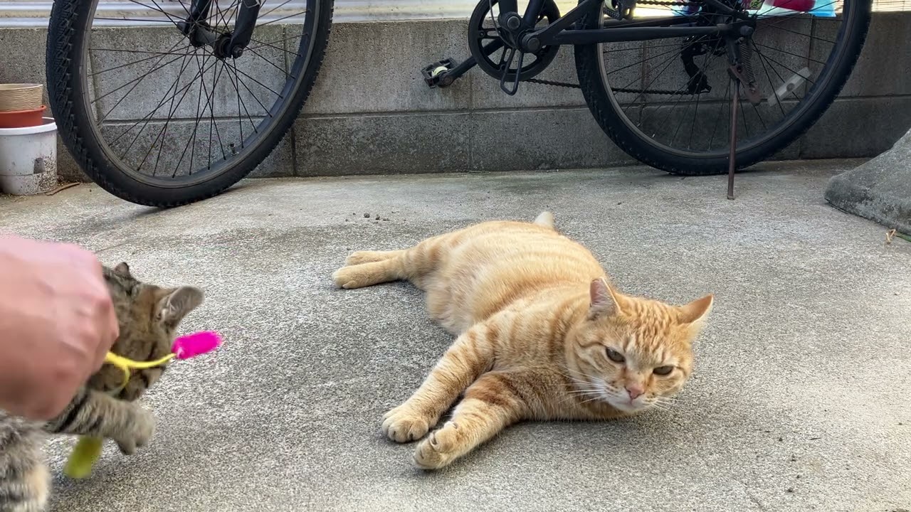 子猫と若猫