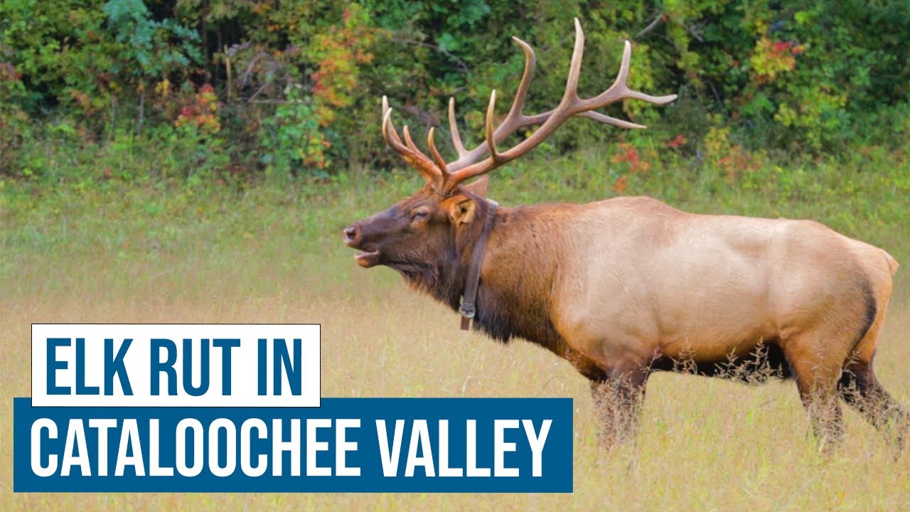 Elk Rut in Cataloochee Valley, Great Smoky Mountains National Park