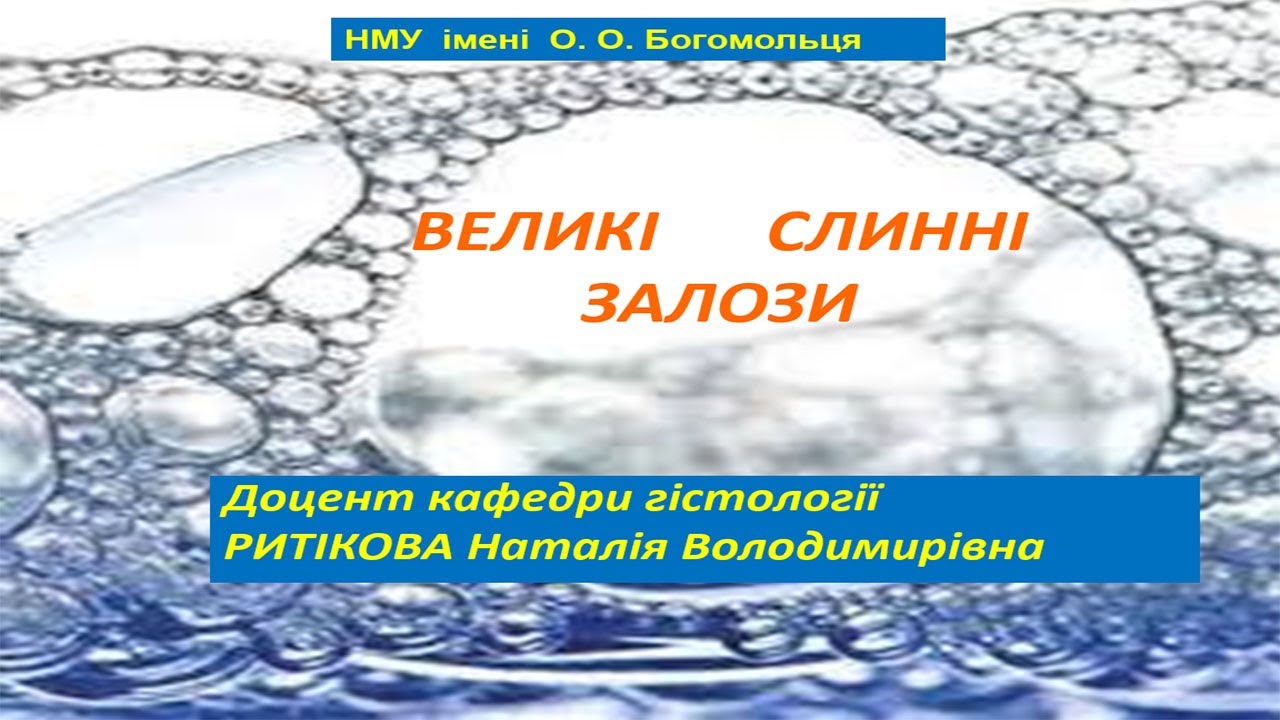 Лекція   Слинні  залози